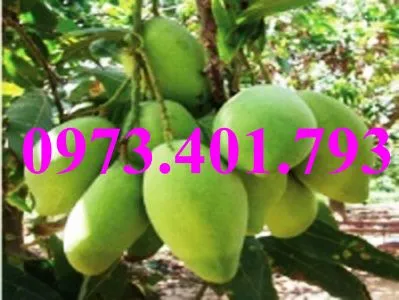 cây xoai tu quý_result.webp