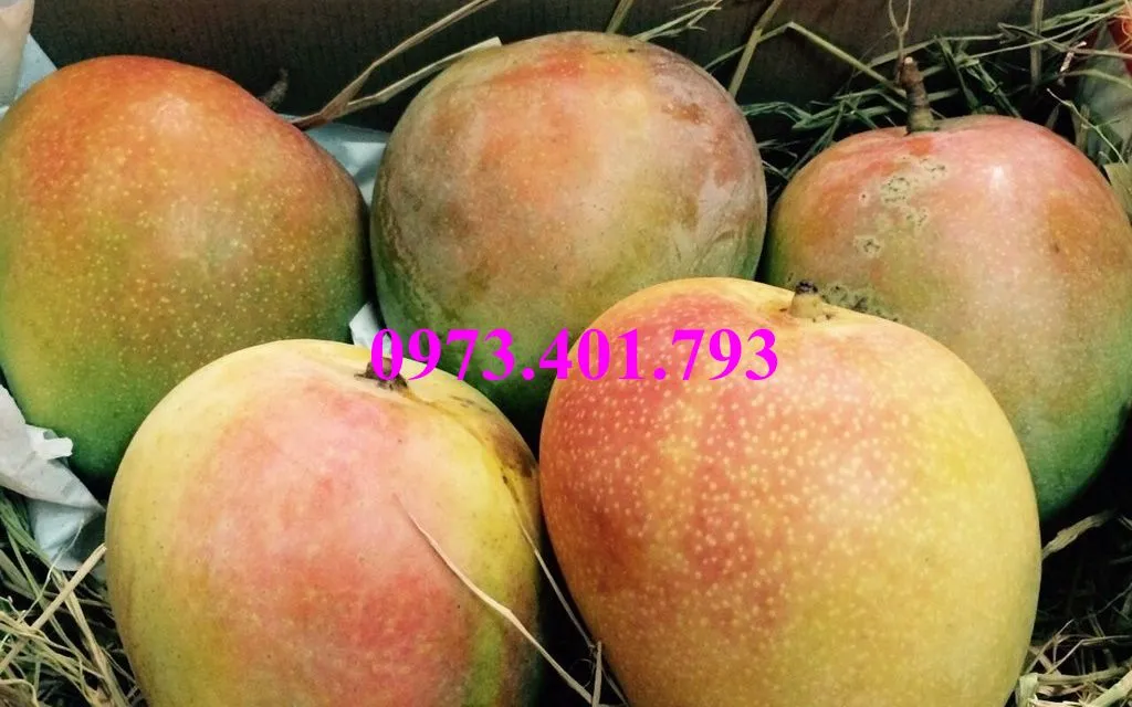 cây xoai úc10_result.webp