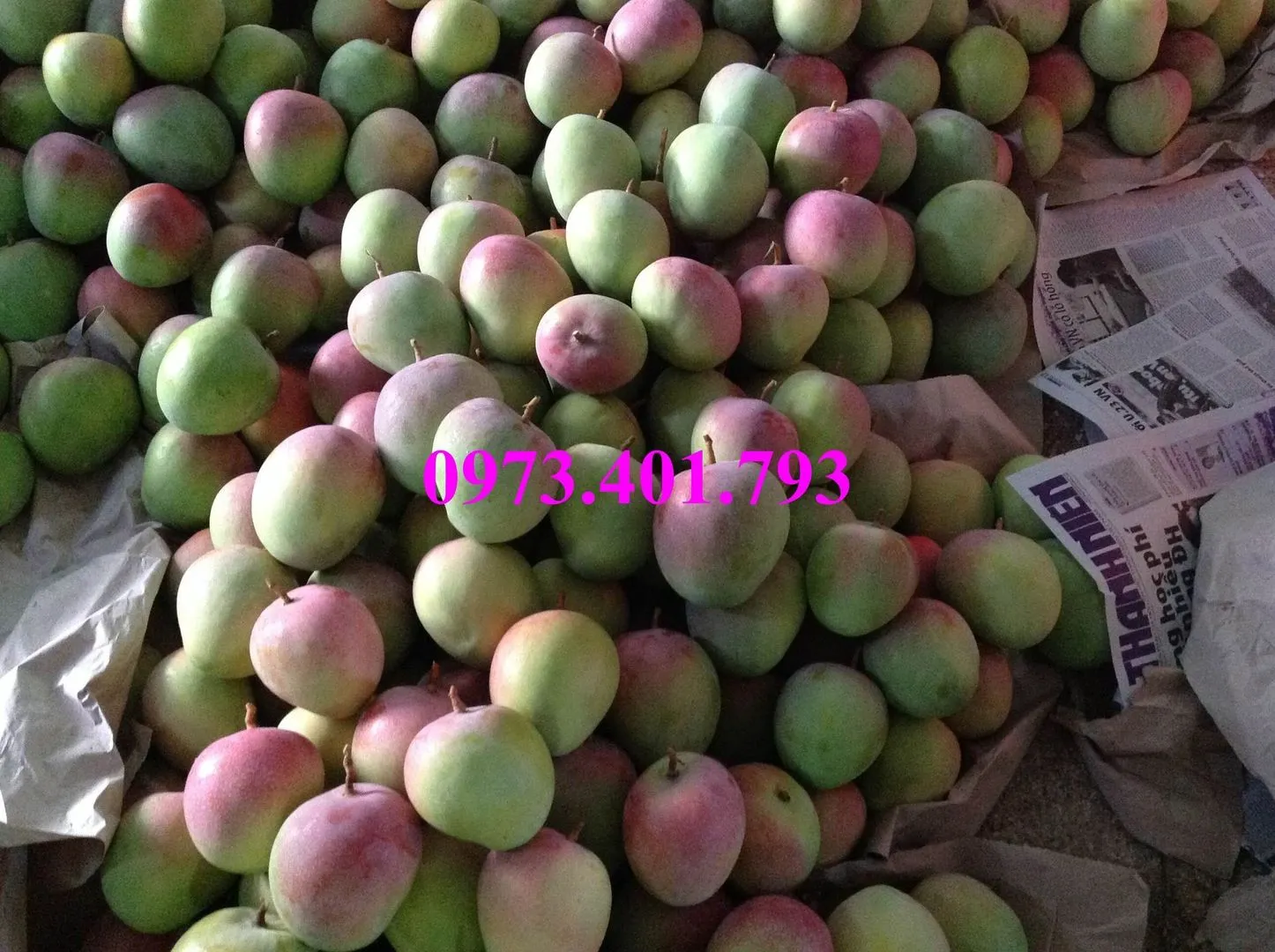 cây xoai úc5_result.webp