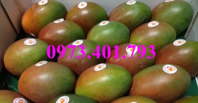 cây xoai úc6_result.webp