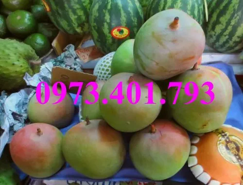 cây xoai úc7_result.webp