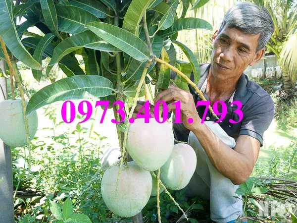 cây xoai úc9_result.webp