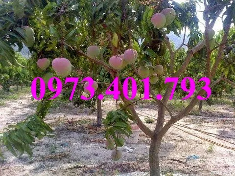 cây xoai úc_result.webp