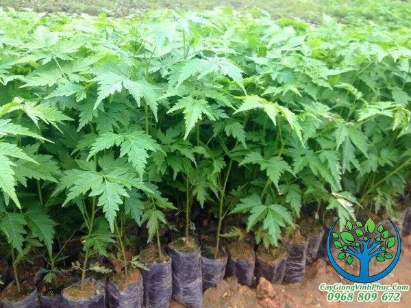 cay-xoan-dao-giong.jpg