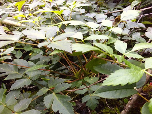 cay_thia_la_hoa_go .webp