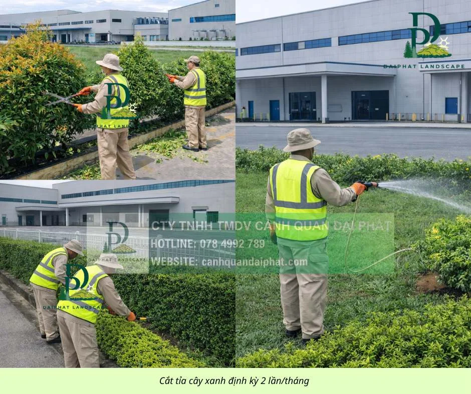 chăm sóc cắt tỉa cây xanh thảm cỏ công trình Đồng Nai  090326 3.webp