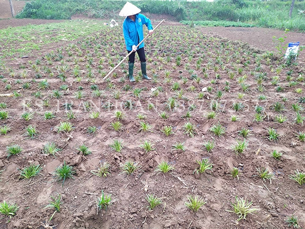 cham soc cay mach mon_Fotor.jpg