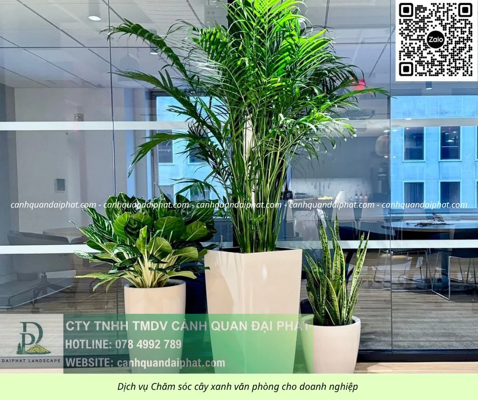Chăm sóc cây xanh văn phòng 300526 1.webp