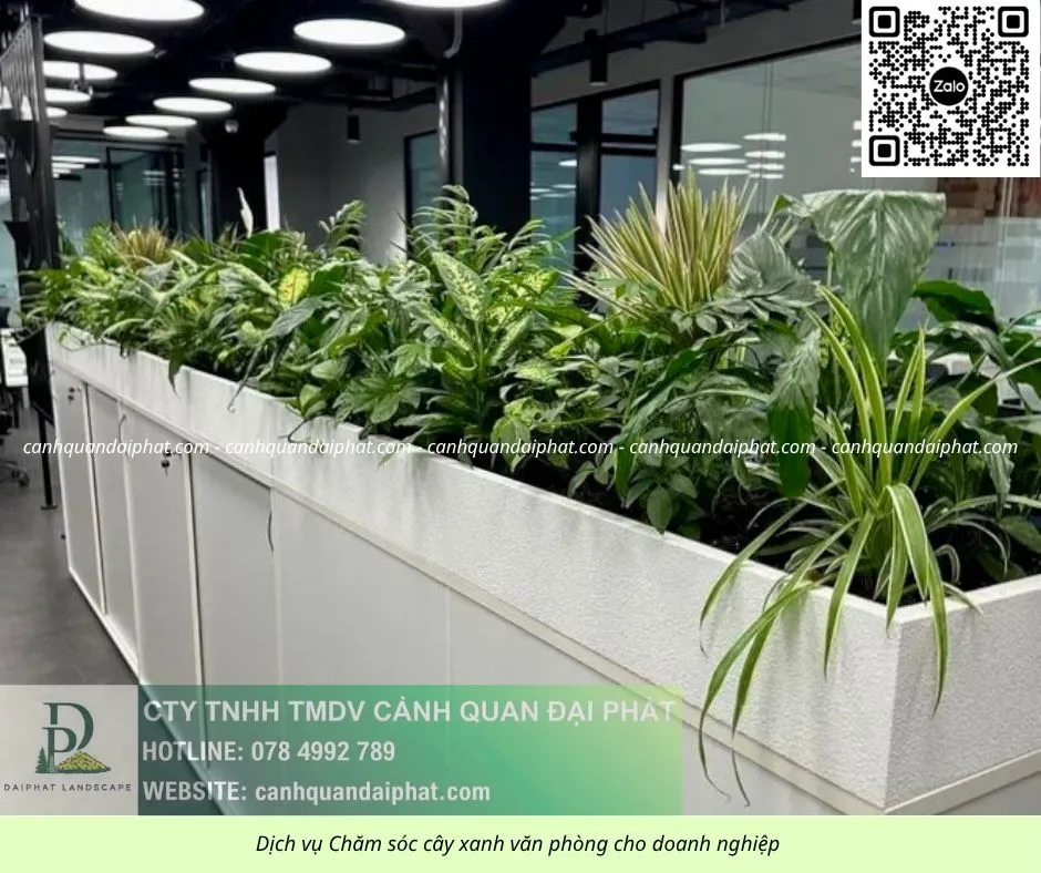 Chăm sóc cây xanh văn phòng 300526 3.webp