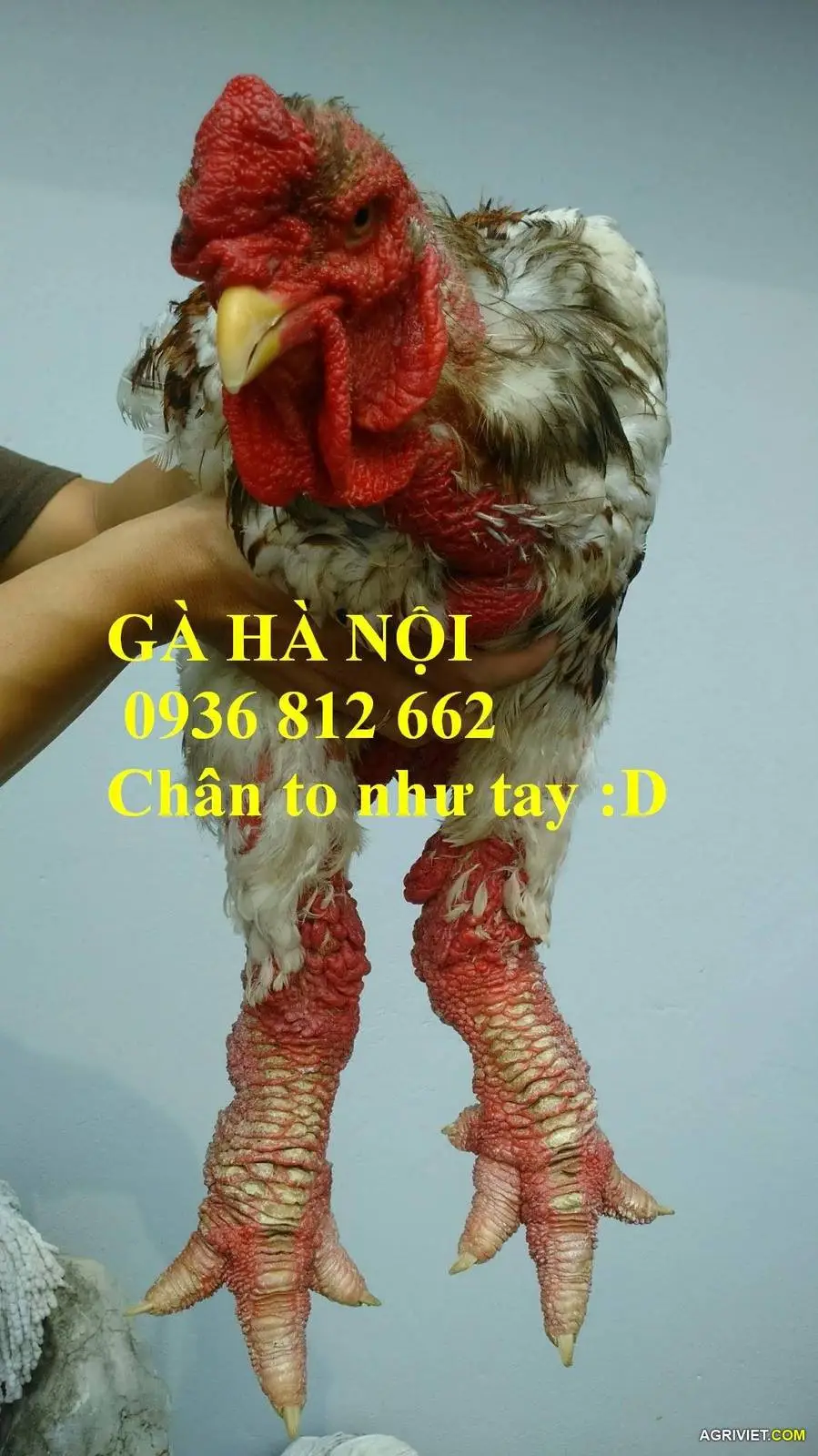 chan to nhu tay.webp