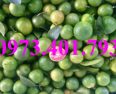 chanh dao1_result.webp