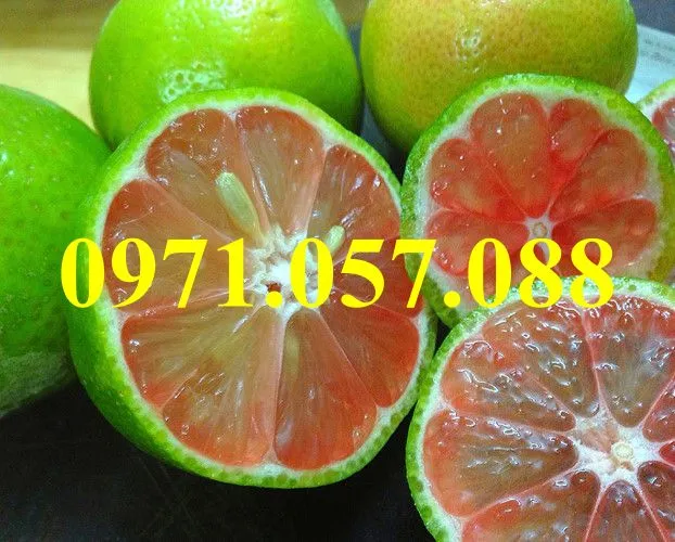 chanh đào1_result.webp