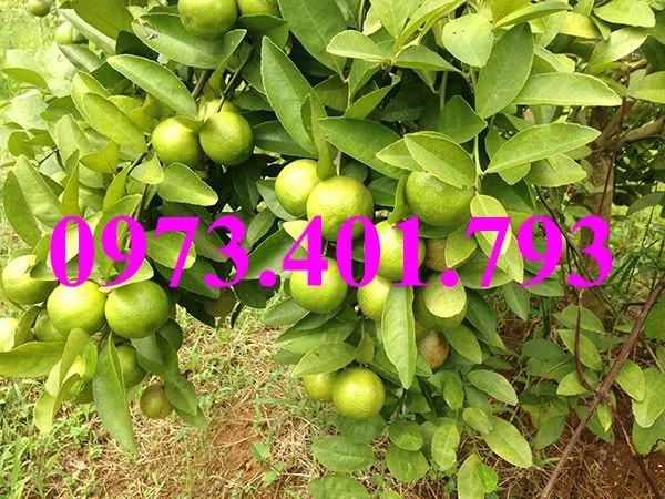 chanh dao22_result.webp