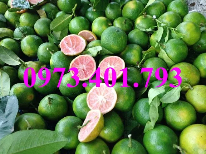 chanh dao2_result.webp