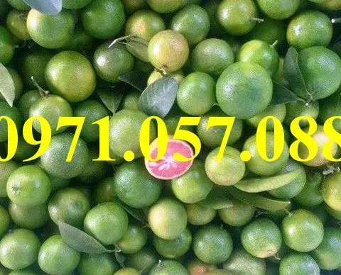 chanh đào2_result.webp