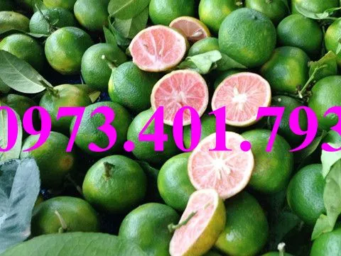 chanh dao3_result.webp