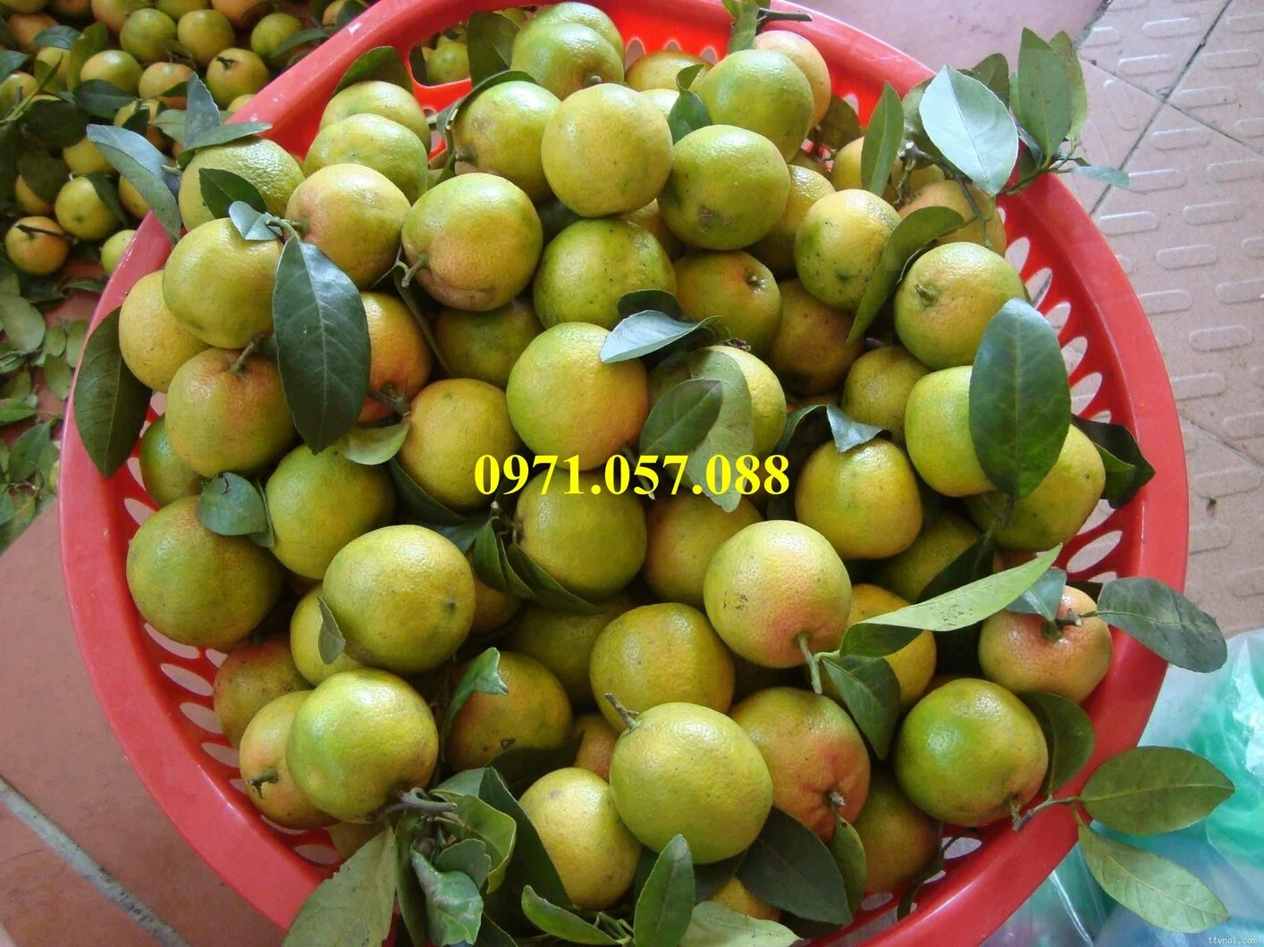 chanh đào4_result.webp