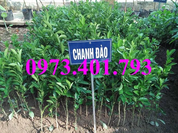 chanh dao5_result.webp