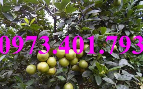 chanh dao6_result.webp