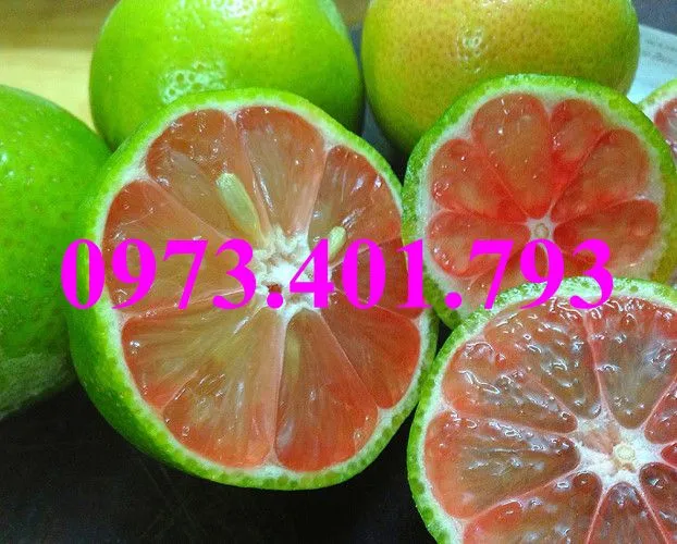 chanh dao_result.webp