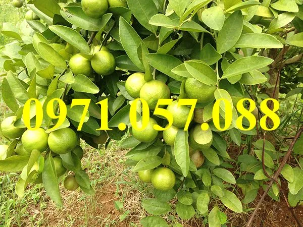 chanh đào_result.webp