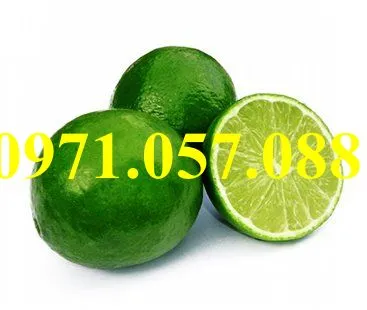 Chanh không hạt1_result.webp