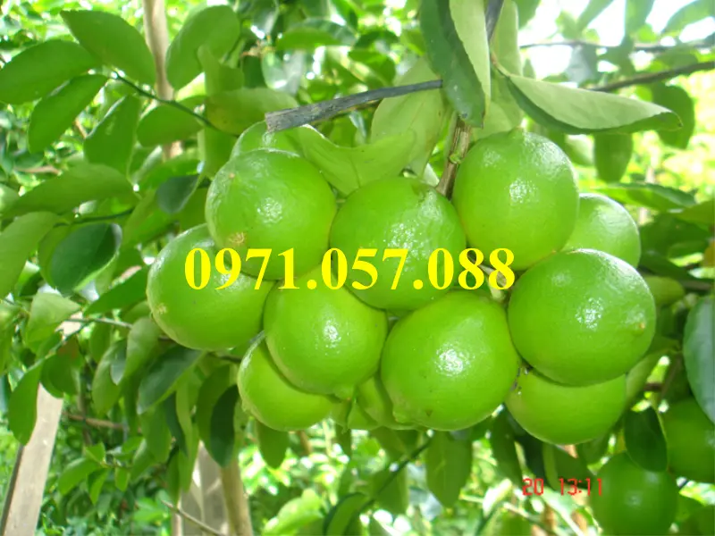 Chanh không hạt2_result.webp