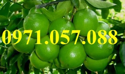 Chanh không hạt_result.webp