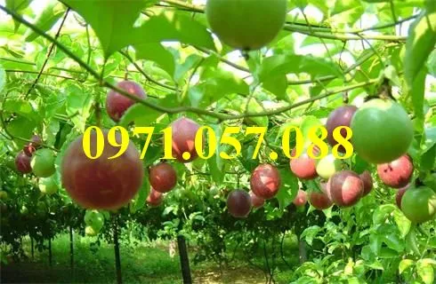 Chanh leo1_result.webp