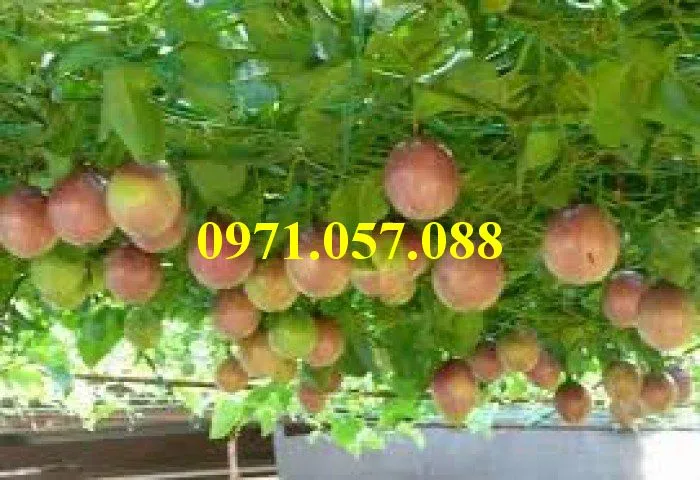 Chanh leo3_result.webp