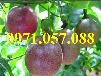 Chanh leo_result.webp