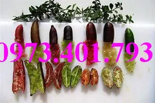 chanh ngón tay1_result.webp