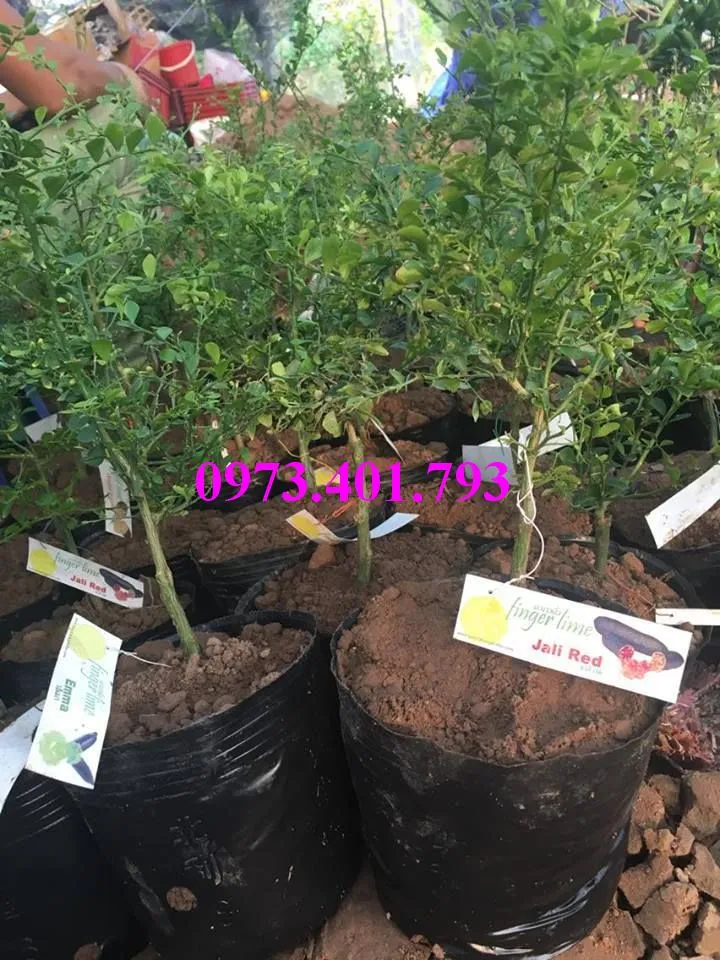 chanh ngón tay4 (2)_result.webp