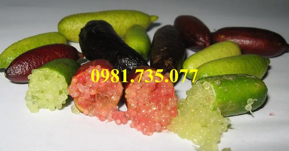 chanh ngon tay4_result.webp