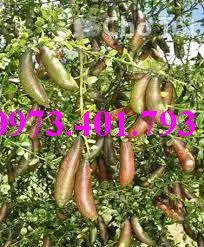 chanh ngón tay6_result.webp