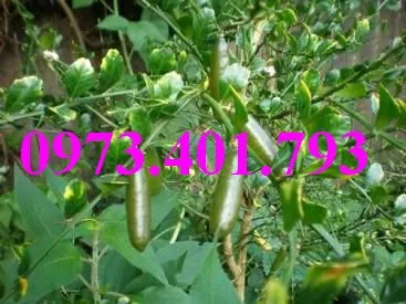 chanh ngón tay7_result.webp