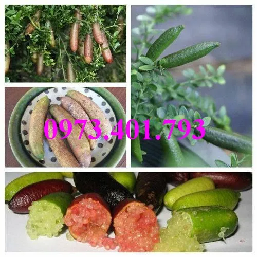 chanh ngón tay8_result.webp