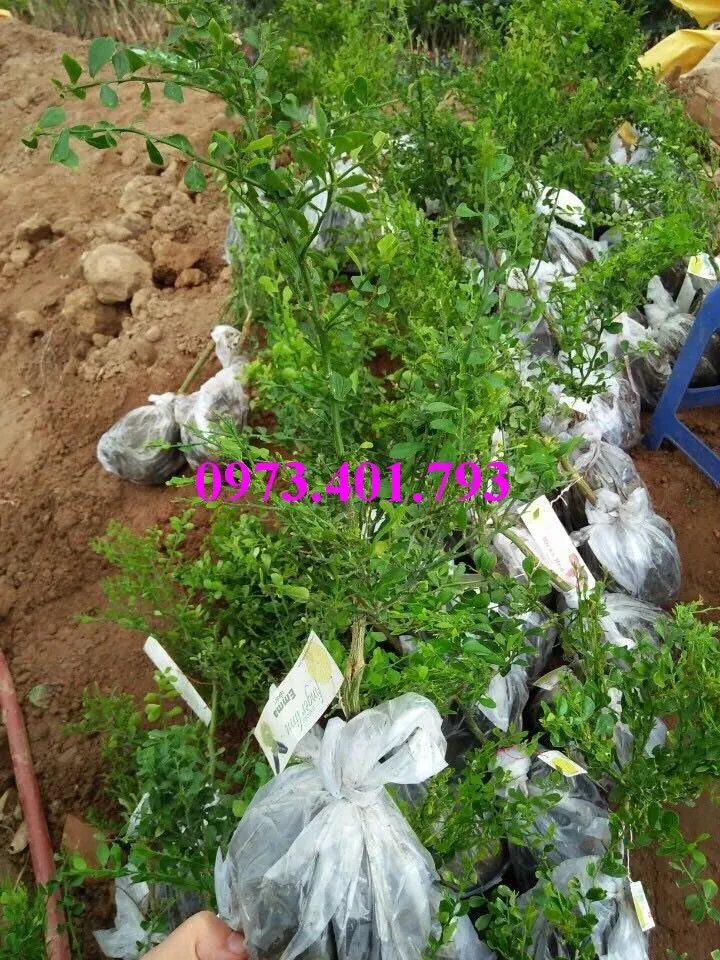 chanh ngón tay_result.webp