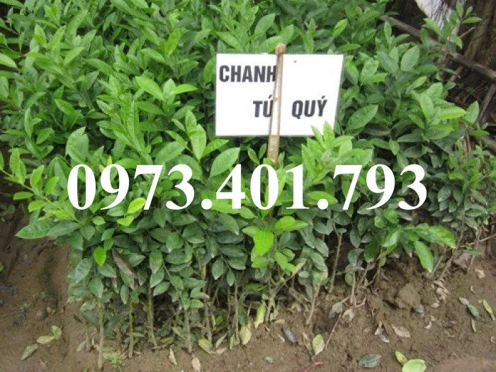 chanh tứ  quý1_result.webp
