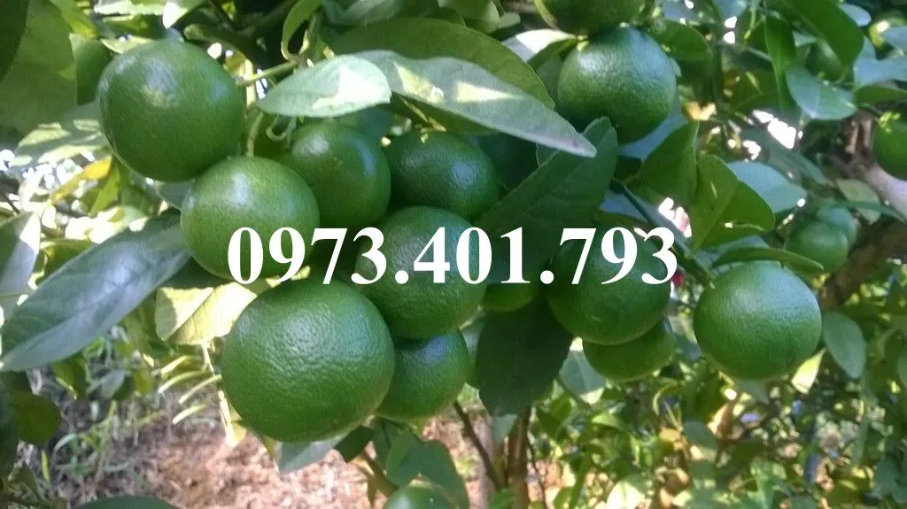 Kĩ thuật trồng chanh Tứ quý