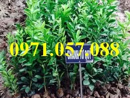 Chanh Tứ Qúy2_result.webp