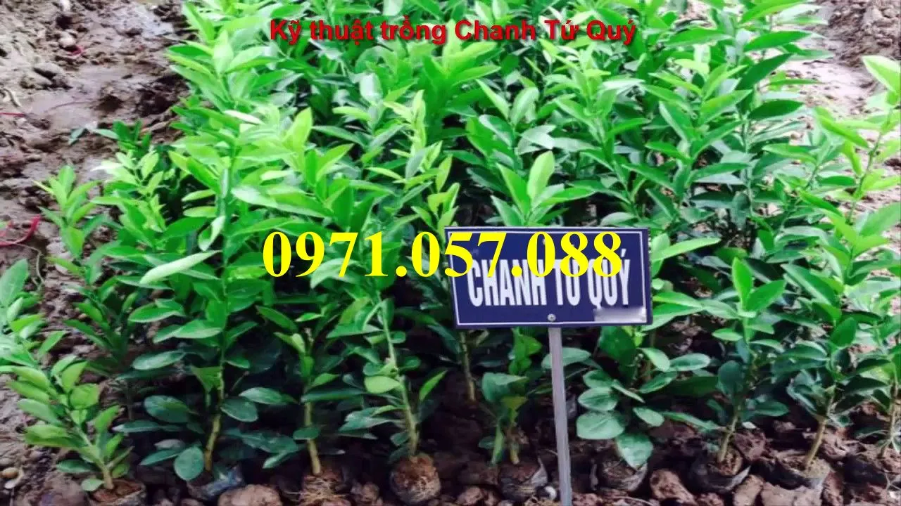 Chanh Tứ Qúy3_result.webp