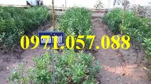 Chanh Tứ Qúy5_result.webp