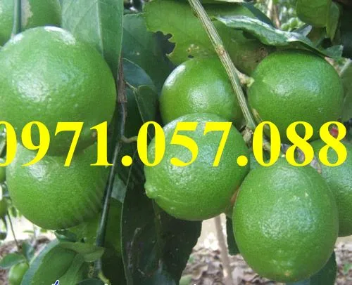 Chanh Tứ Qúy_result.webp