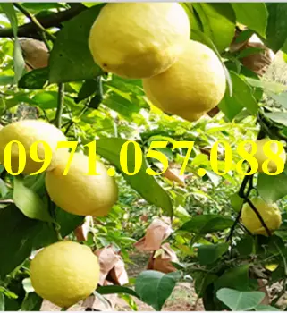 Chanh vàng eureka4_result.webp