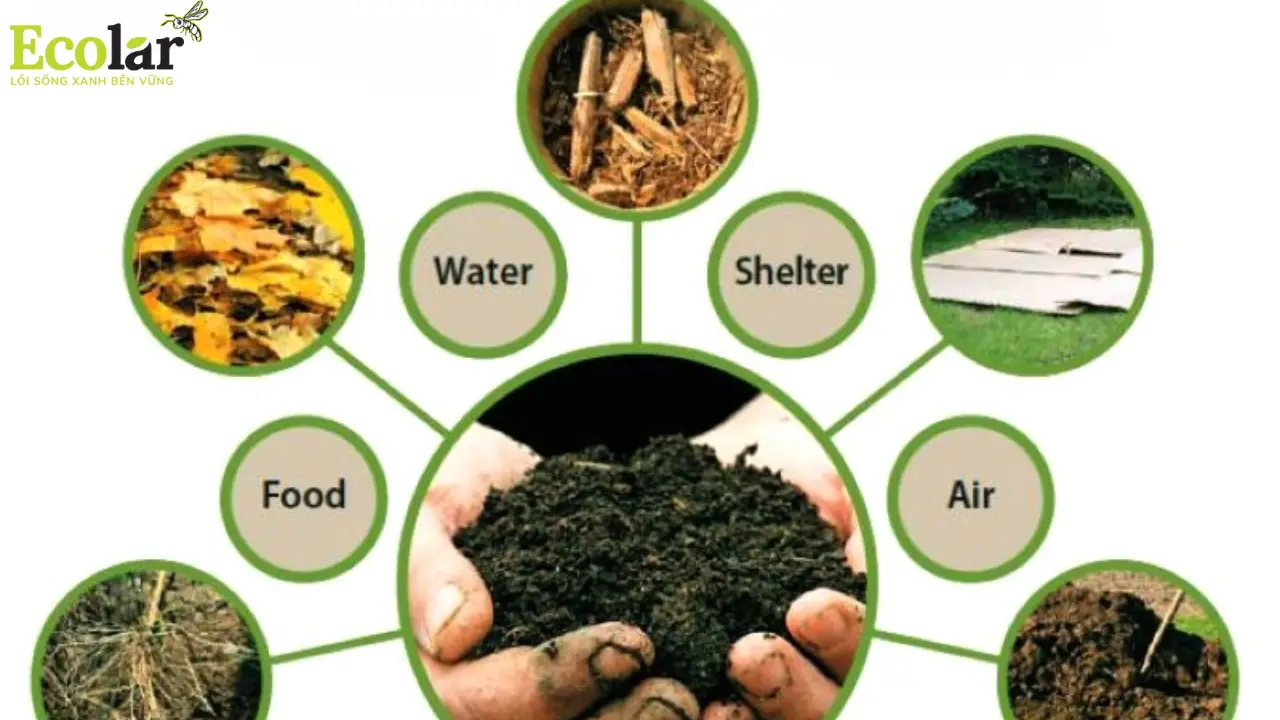 Chất hữu cơ trong đất.webp