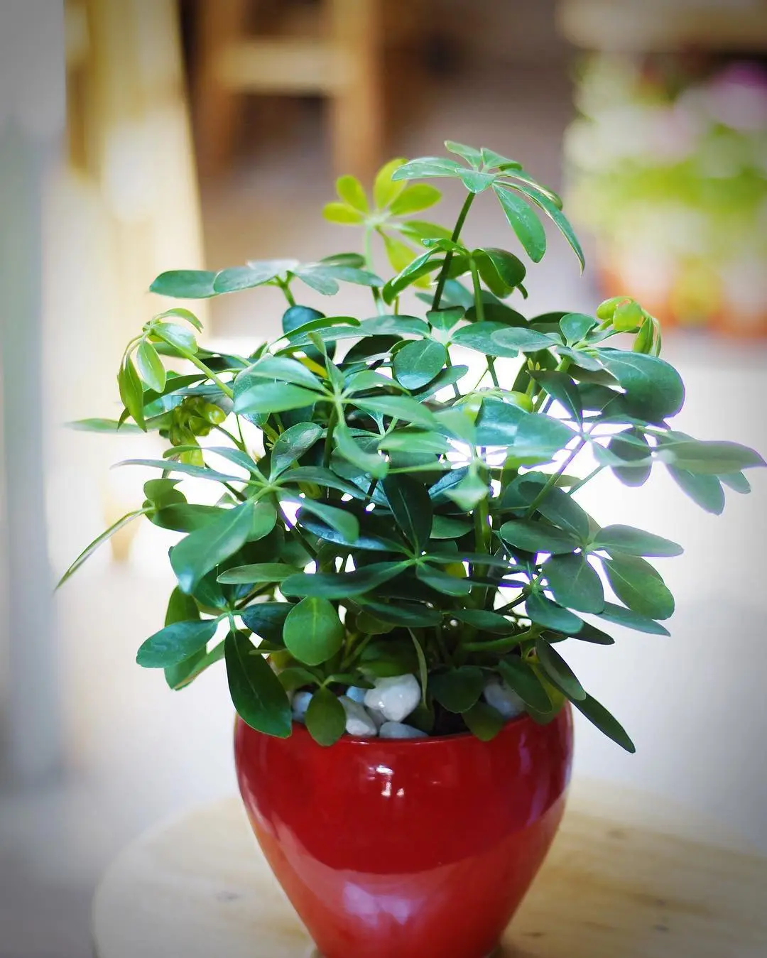 Cây ngũ gia bì chưng bàn đẹp