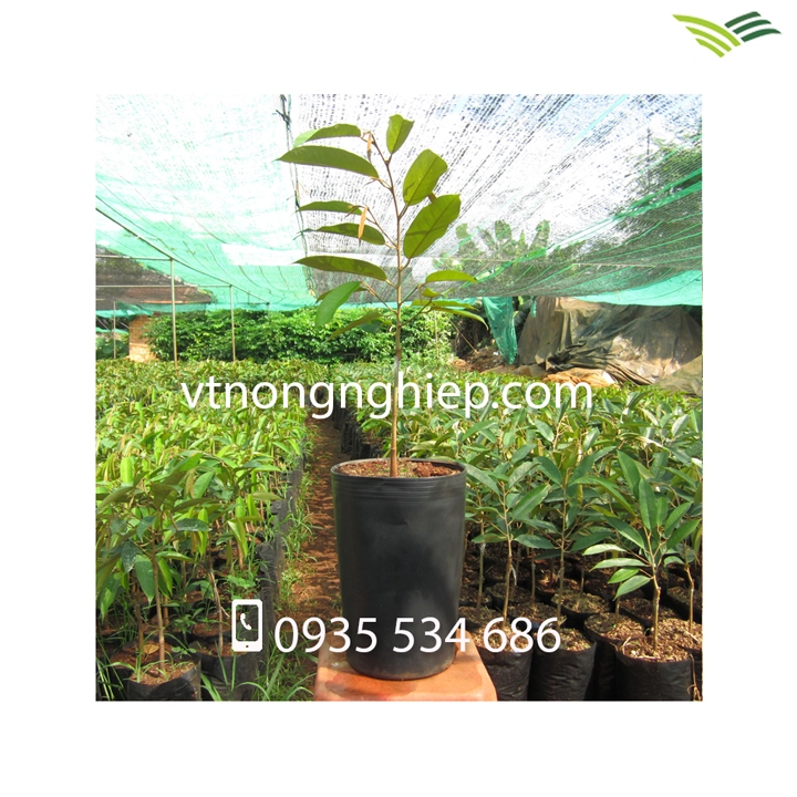 CHẬU NHỰA ĐEN 20X30 04.webp