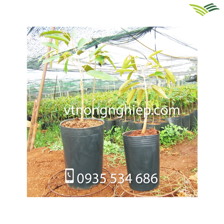 CHẬU NHỰA ĐEN C17x24 05.webp