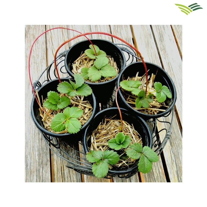 CHẬU NHỰA ĐEN C18X28.webp